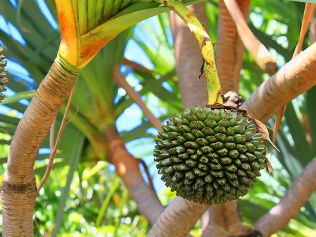 Bakoua Fruit Martinique