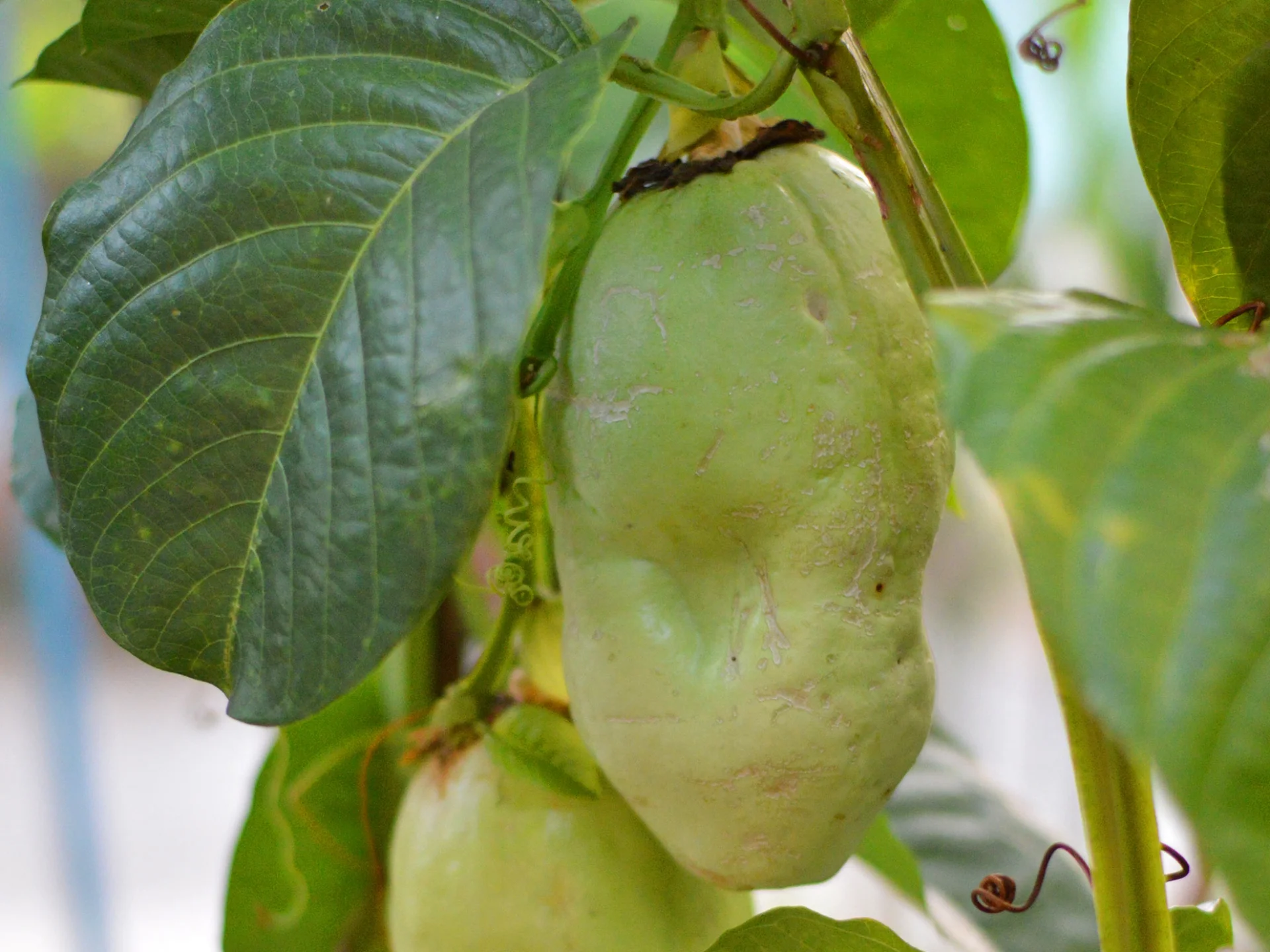 Barbadine Fruit Martinique