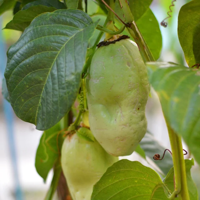 Barbadine Fruit Martinique