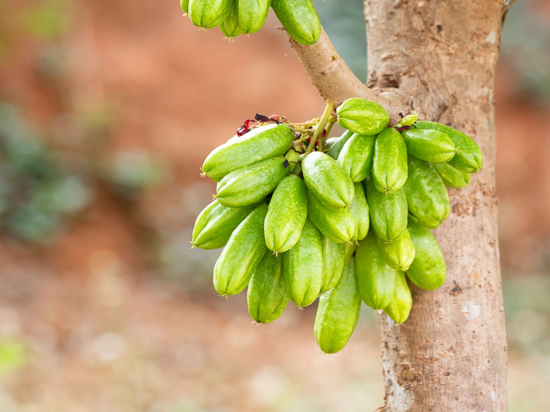 Bilimbi Fruit Martinique