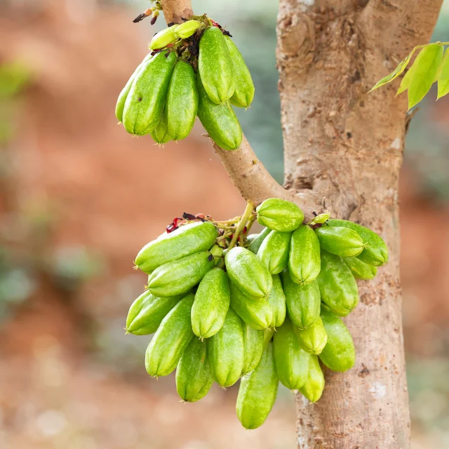 Bilimbi Fruit Martinique