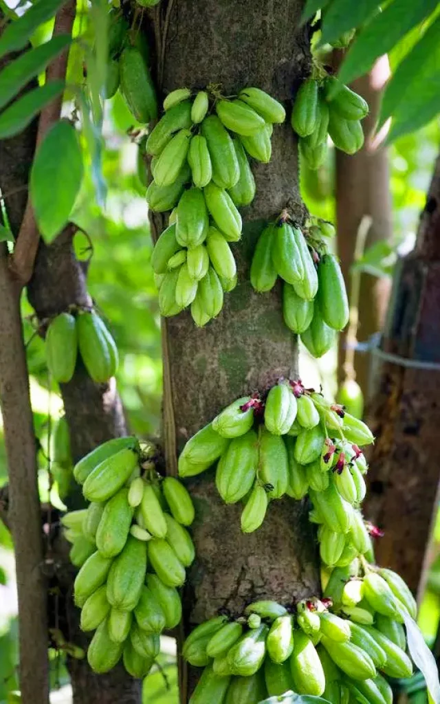 Bilimbi Fruit Martinique