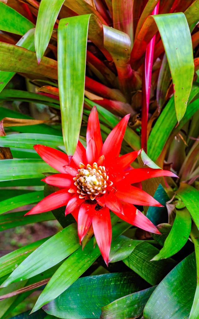 Broméliacées Jardin de Balata Fort-de-France Martinique