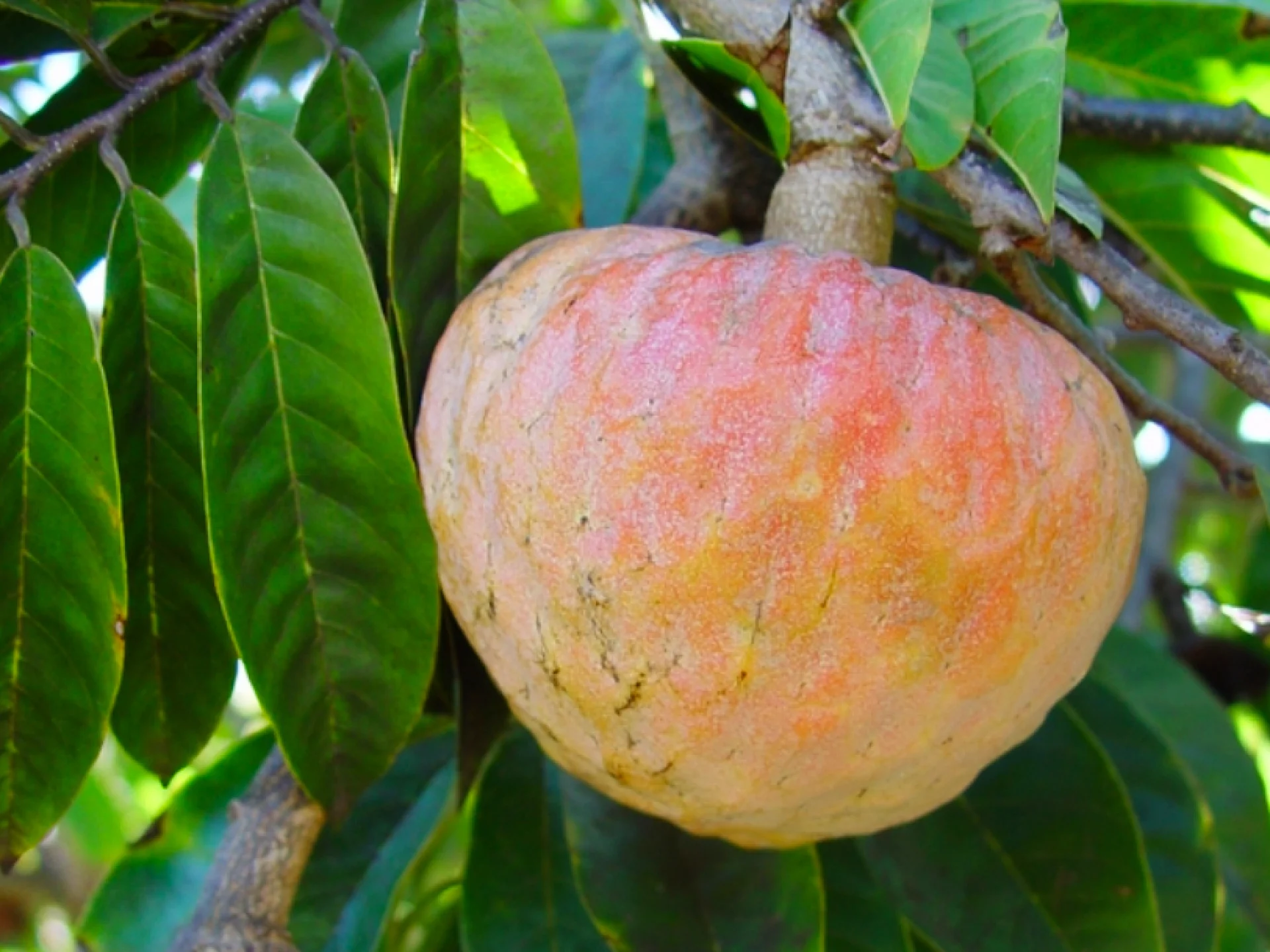 Cachiman Fruit Martinique