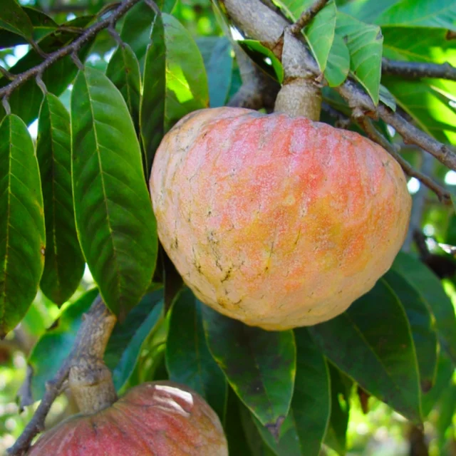 Cachiman Fruit Martinique