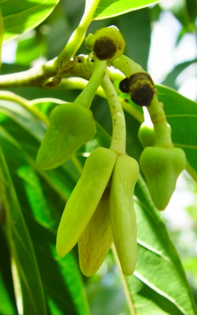 Cachiman Fruit Martinique