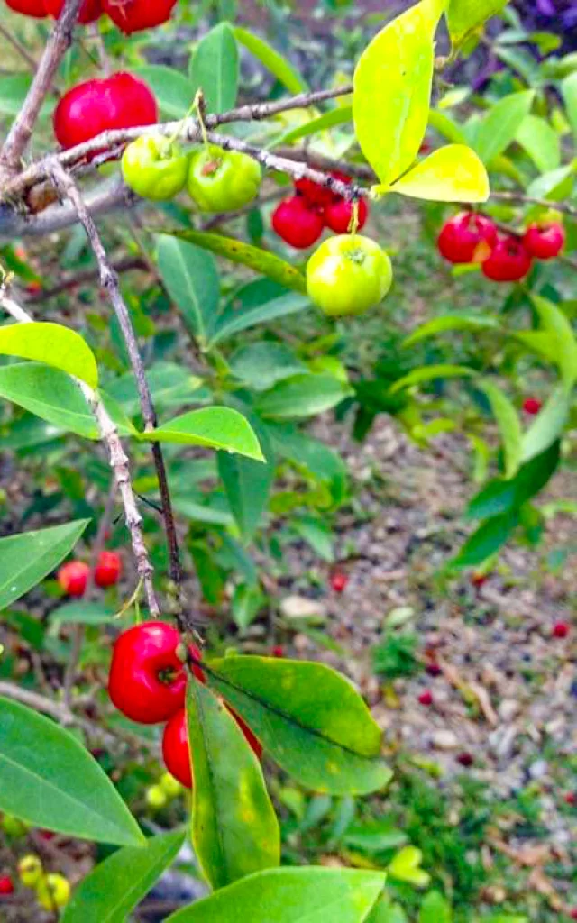 Cerise acérola Fruit Martinique