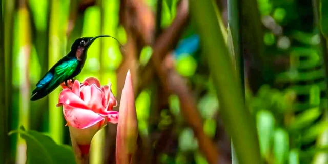 Colibris Jardin de Balata Fort-de-France Martinique