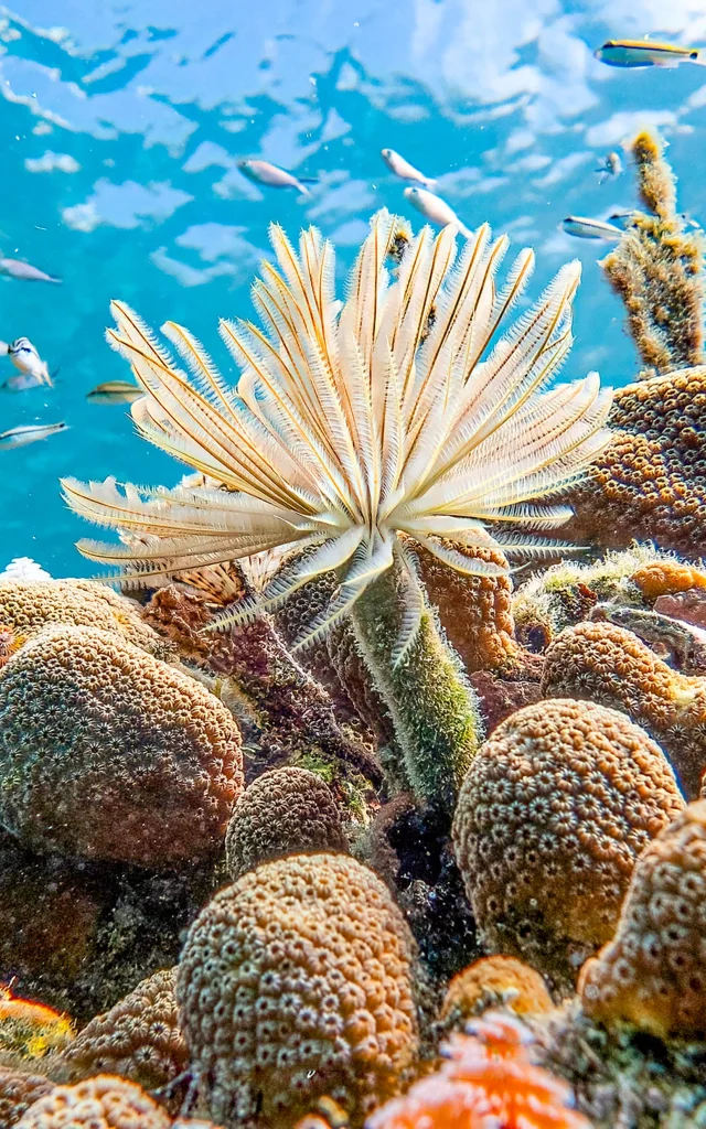 Coraux Les Aquanautes Marin Martinique