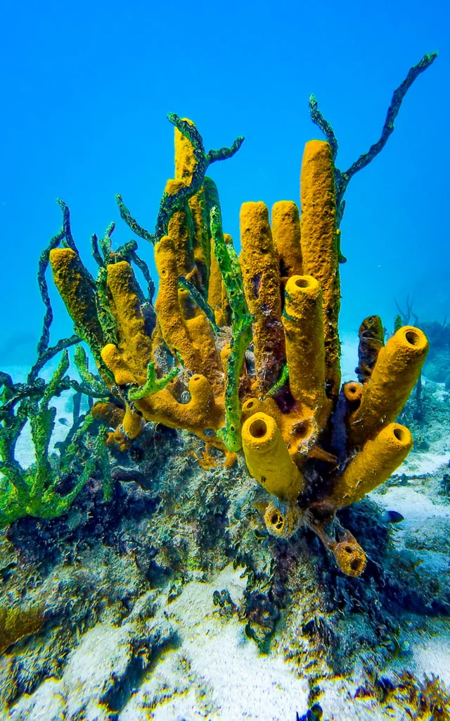 Coraux Les Aquanautes Marin Martinique