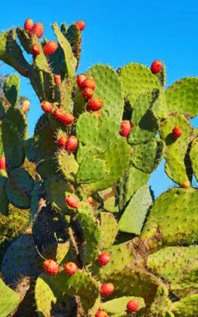 Figue de barbarie Fruit Martinique