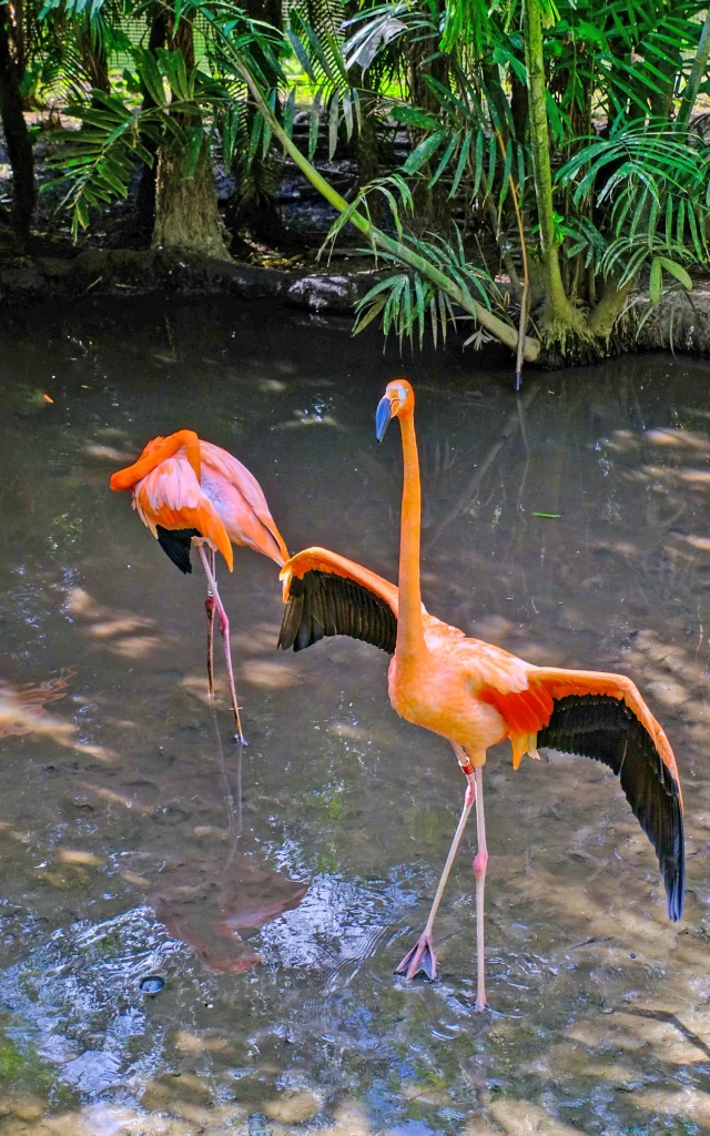 Flamant rose Zoo Habitation Latouche Carbet Martinique