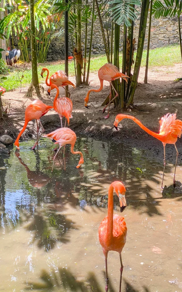 Flamant rose Zoo Habitation Latouche Carbet Martinique