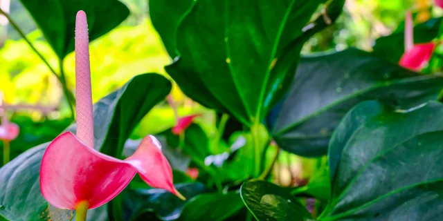 Fleur Anthurium Jardin de Balata Fort-de-France Martinique