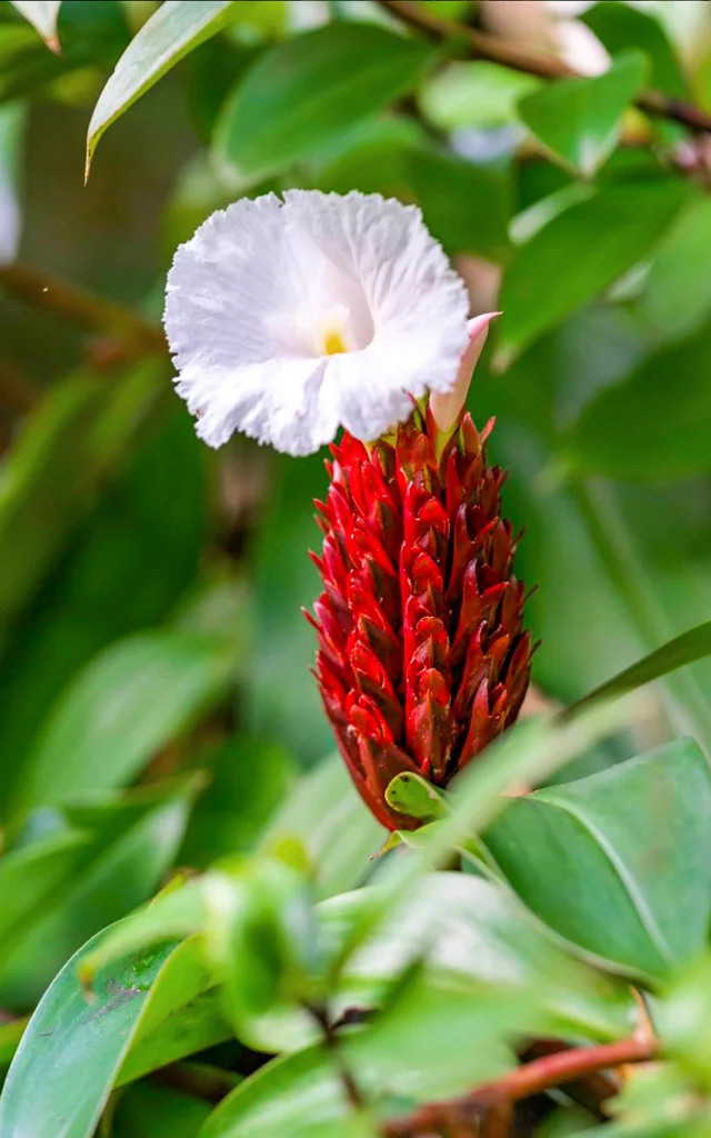 Fleur Jardin de Balata Fort-de-France Martinique