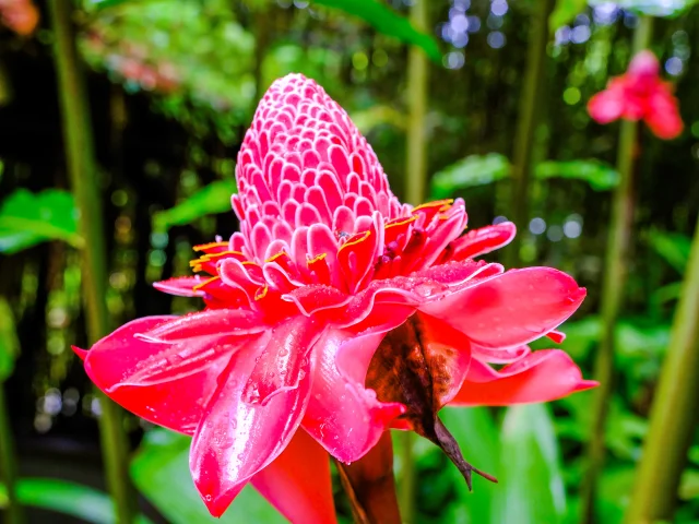 Fleur Rose de porcelaine Jardin de Balata Fort-de-France Martinique