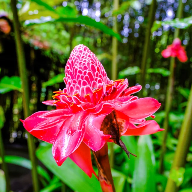 Fleur Rose de porcelaine Jardin de Balata Fort-de-France Martinique