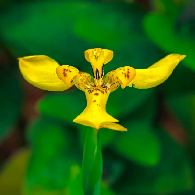 Fleur Jardin de Balata Fort-de-France Martinique