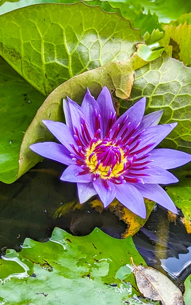 Fleur Nénuphar Jardin de Balata Fort-de-France Martinique