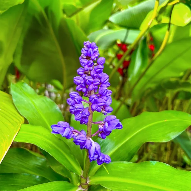 Fleur Jardin de Balata Fort-de-France Martinique