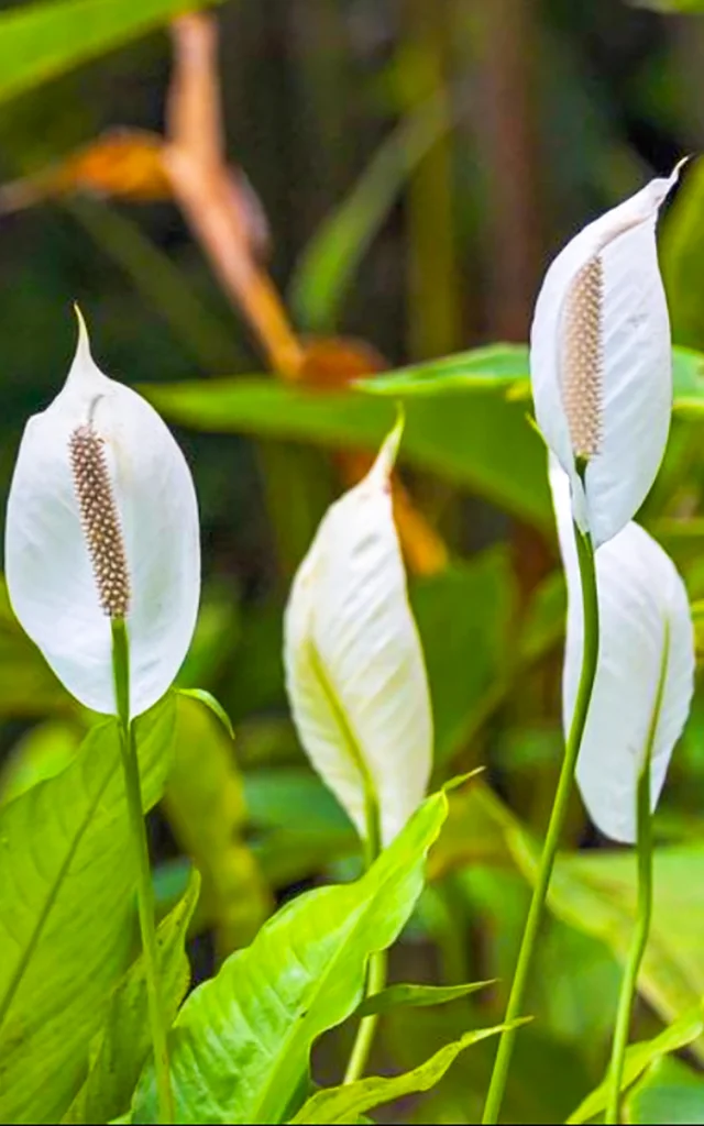 Fleur Jardin de Balata Fort-de-France Martinique