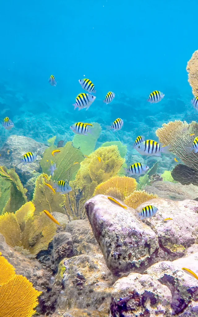 Fond marin Poissons Les Aquanautes Marin Martinique