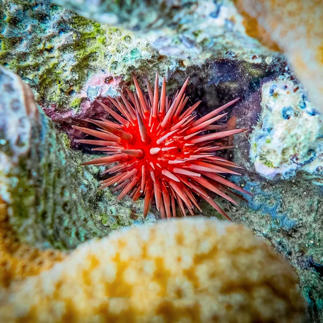 Fond marin Les Aquanautes Marin Martinique