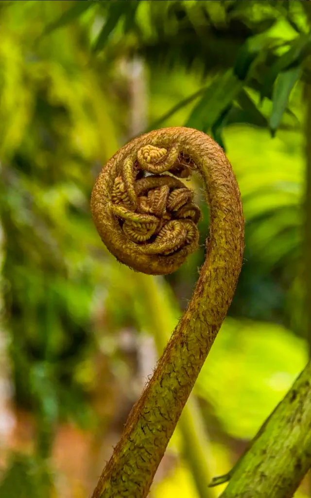 Fougère arborescente Jardin de Balata Fort-de-France Martinique