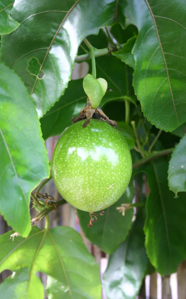 Fruit de la passion Fruit Martinique