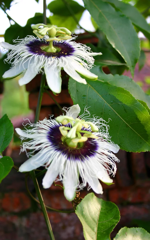 Fruit de la passion Fleur Fruit Martinique