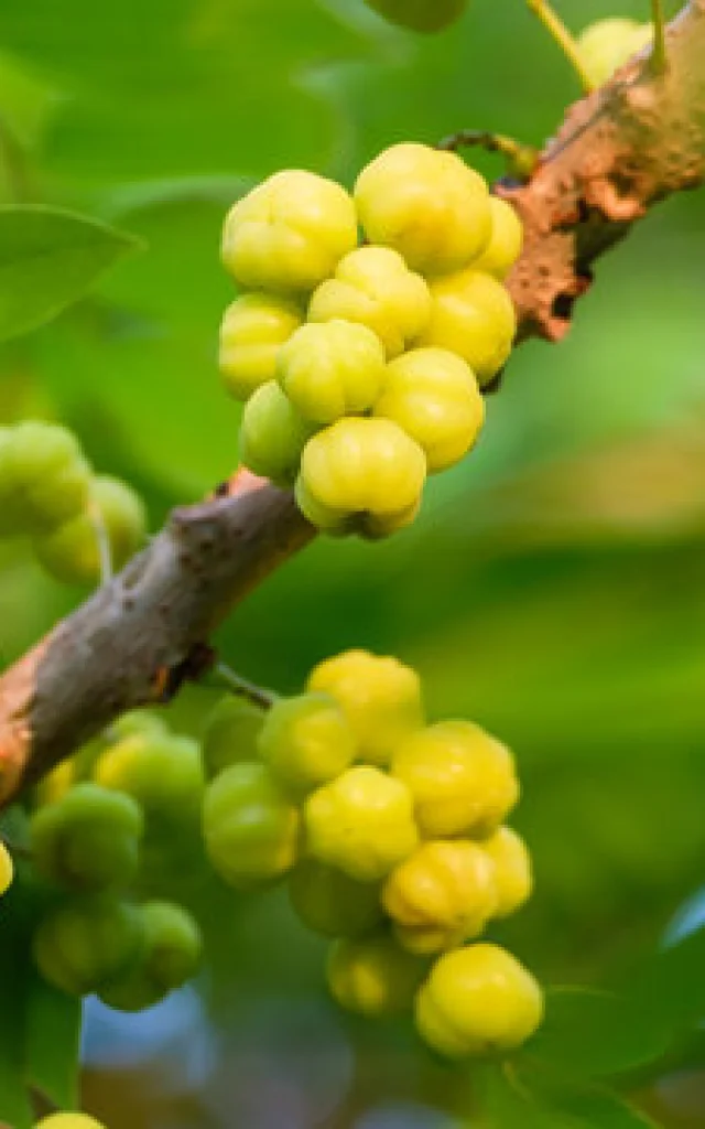 Surette Fruit Martinique