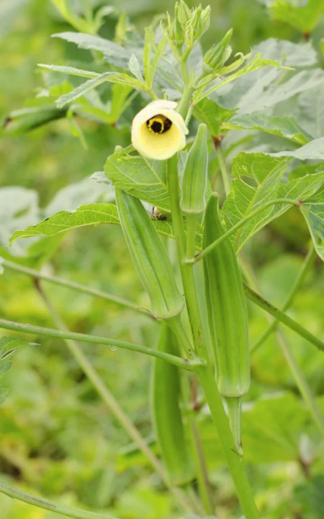 Gombo4 Legume Martinique