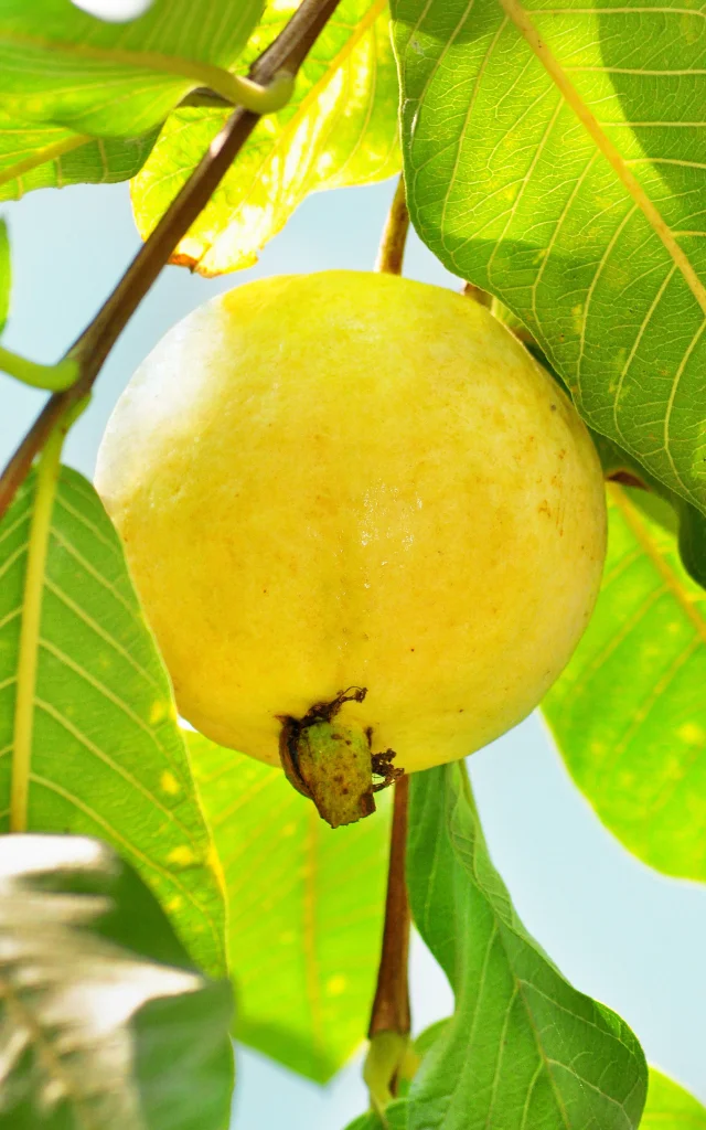 Goyave Fruit Martinique