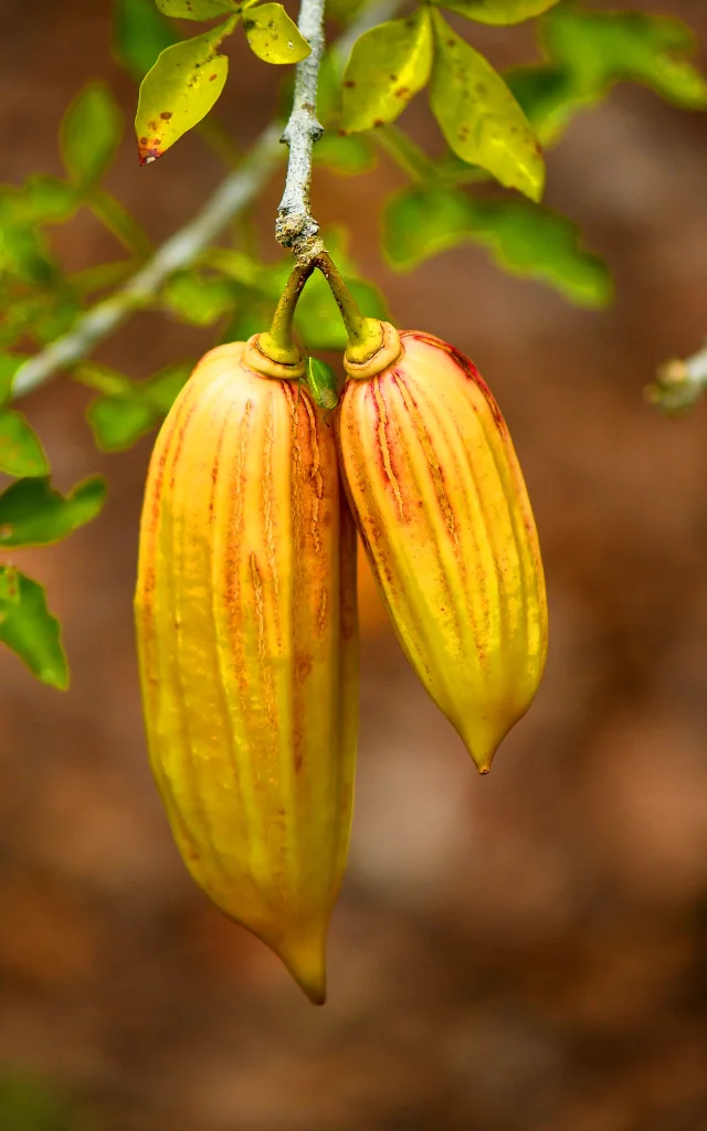 Guajilote Fruit Martinique