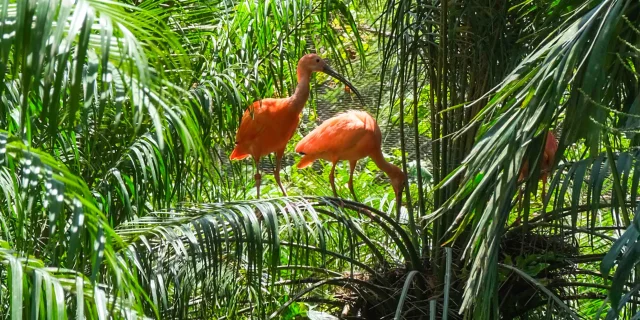 Ibis rouge Zoo Habitation Latouche Carbet Martinique