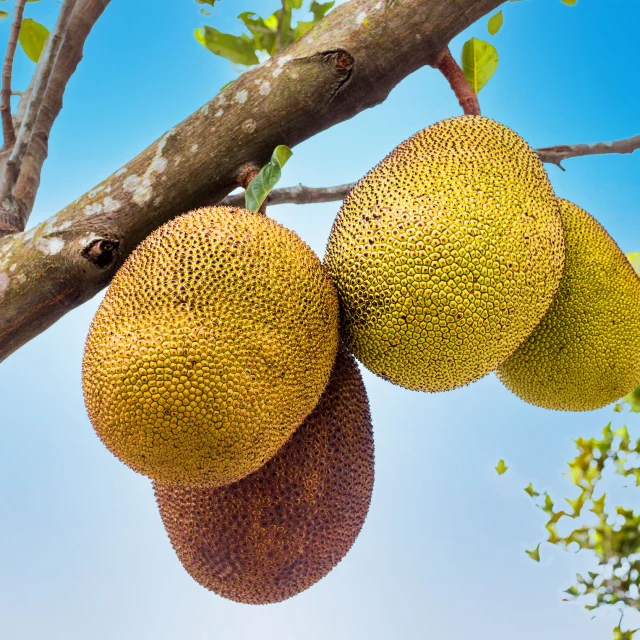 Jacque Fruit Martinique