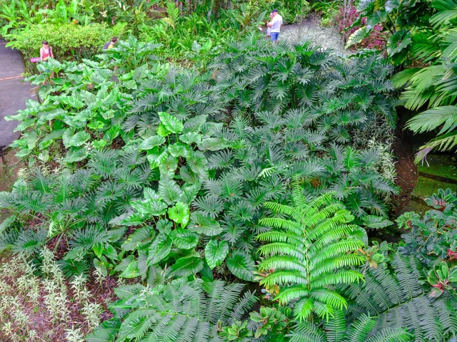 Jardin de Balata Fort-de-France Martinique