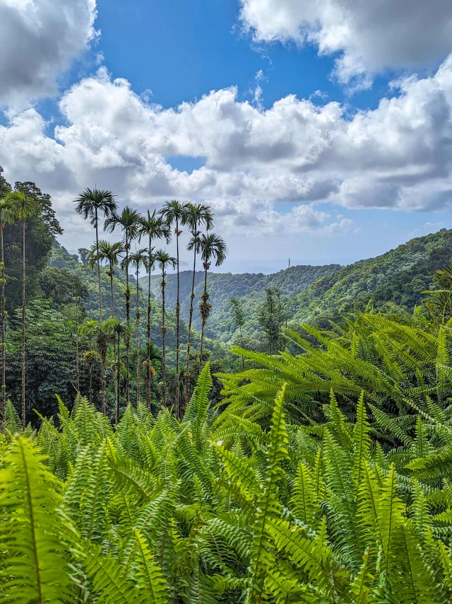 Jardin de Balata Fort-de-France Martinique