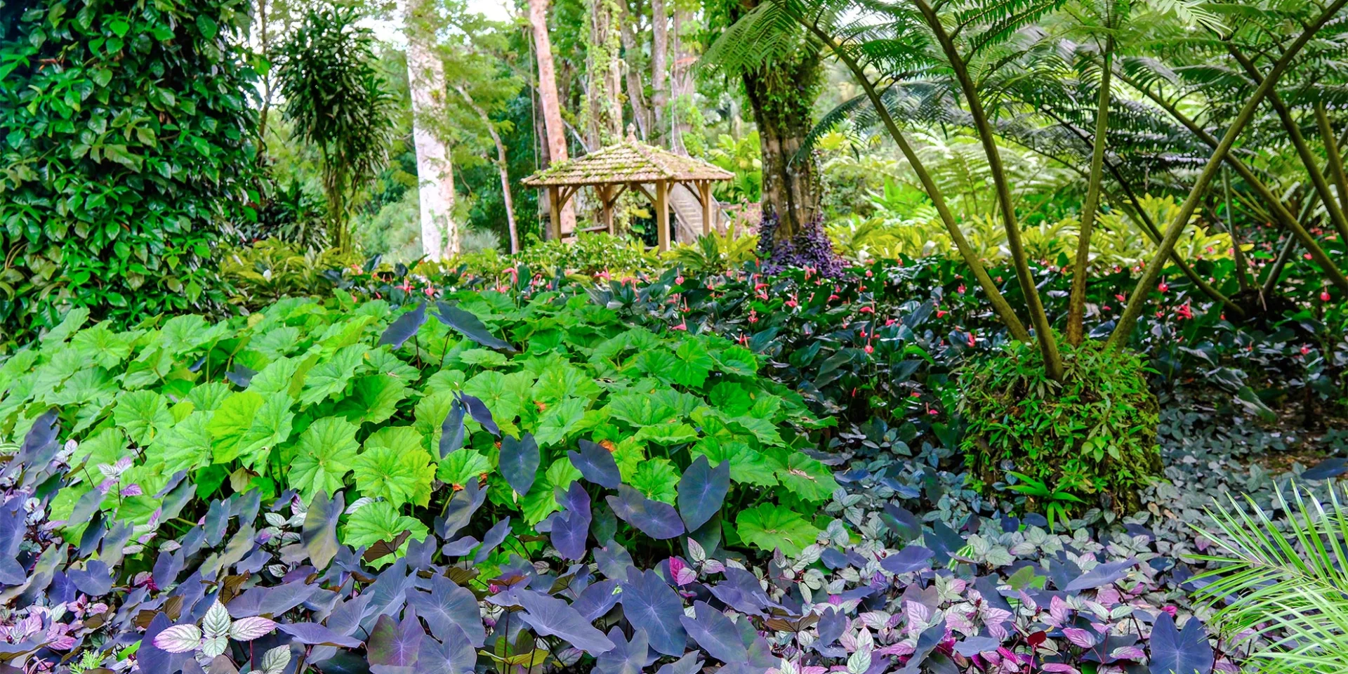 Jardin de Balata Fort-de-France Martinique