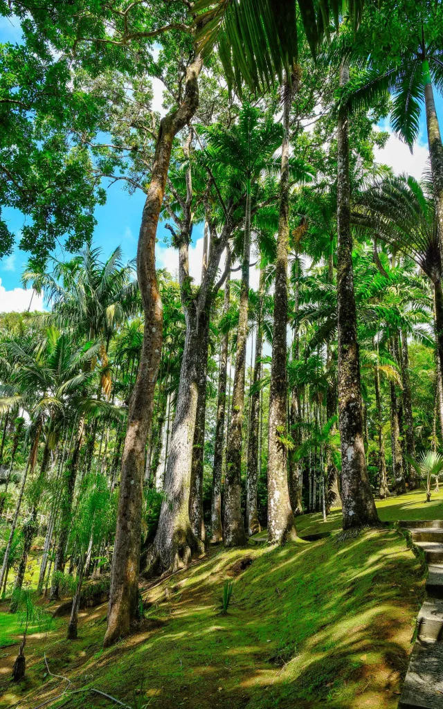 Jardin de Balata Fort-de-France Martinique