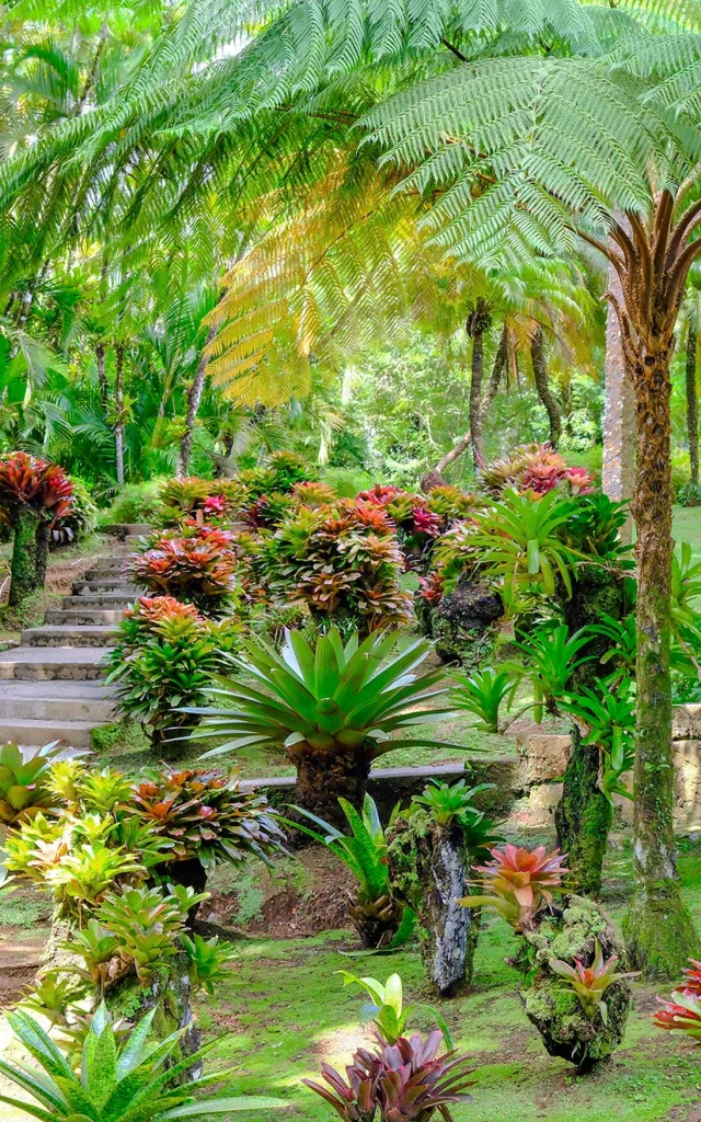 Jardin de Balata Fort-de-France Martinique