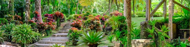 Jardin de Balata Fort-de-France Martinique