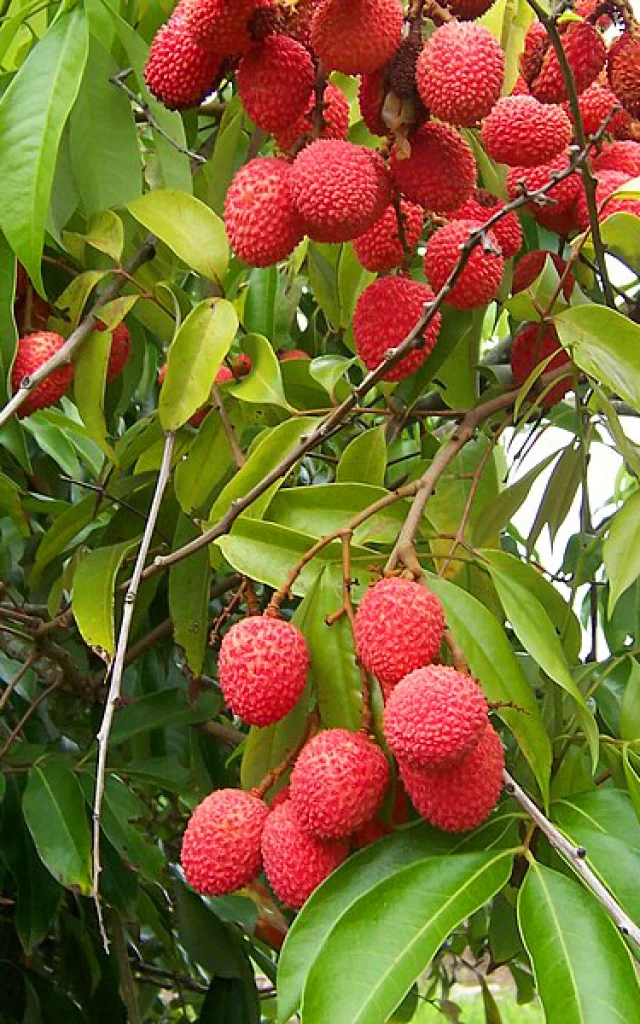 Litchi Fruit Martinique