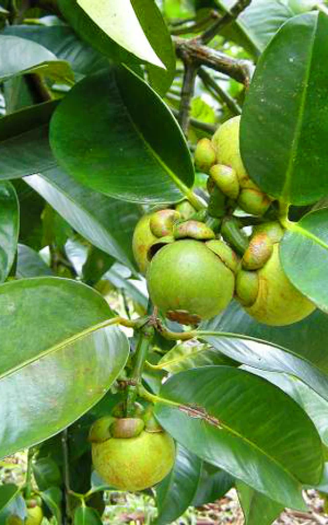 Mangoustan Fruit Martinique