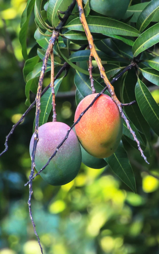 Mangue Fruit Martinique