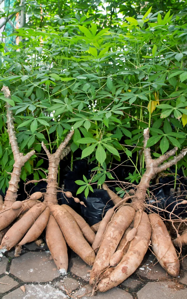 Manioc3 Legume Martinique