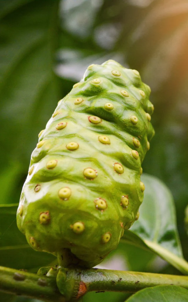 Noni Fruit Martinique