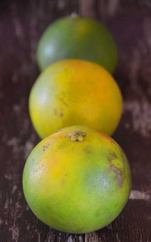 Orange Fruit Martinique