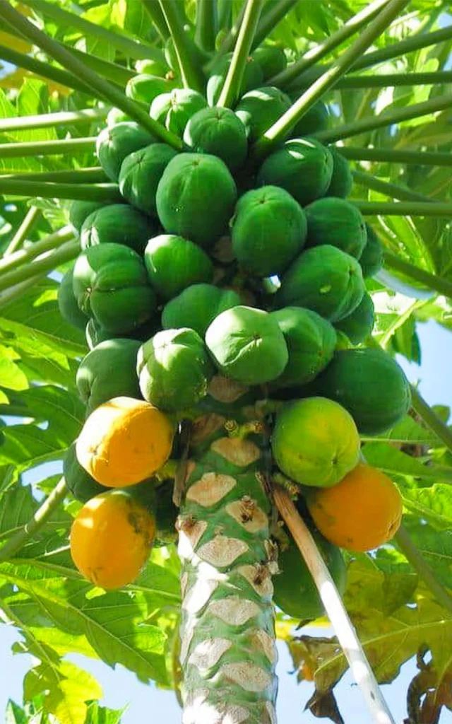 Papaye Fruit Martinique