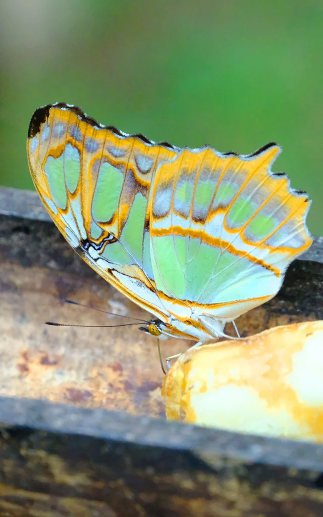 Papillon Zoo Habitation Latouche Carbet Martinique